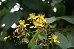 Erinocarpus nimmonii